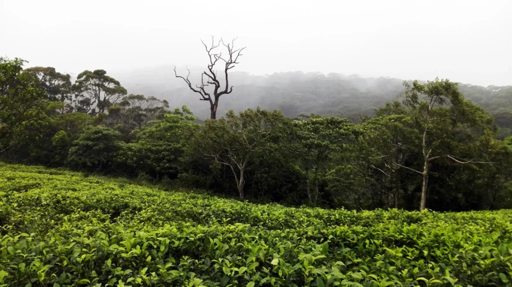 Low-growing tea bushes beside dense mist-covered forest near Sinharaja at Deniyaya, Sri Lanka