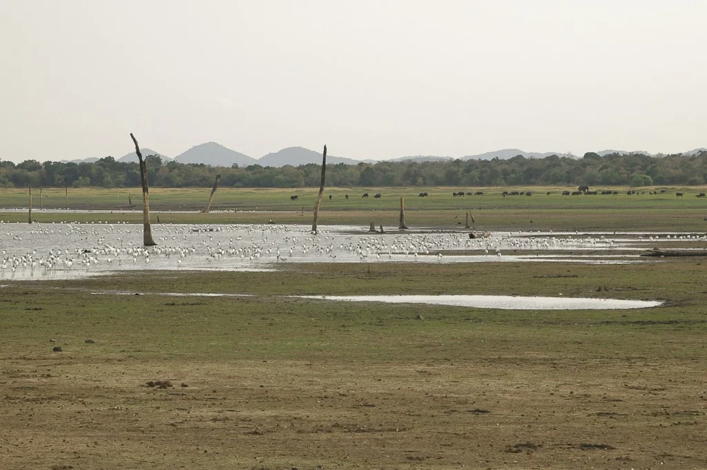 Waterbirds along a shallow wetland with a green treeline at Minneriya-Giritale, Sri Lanka