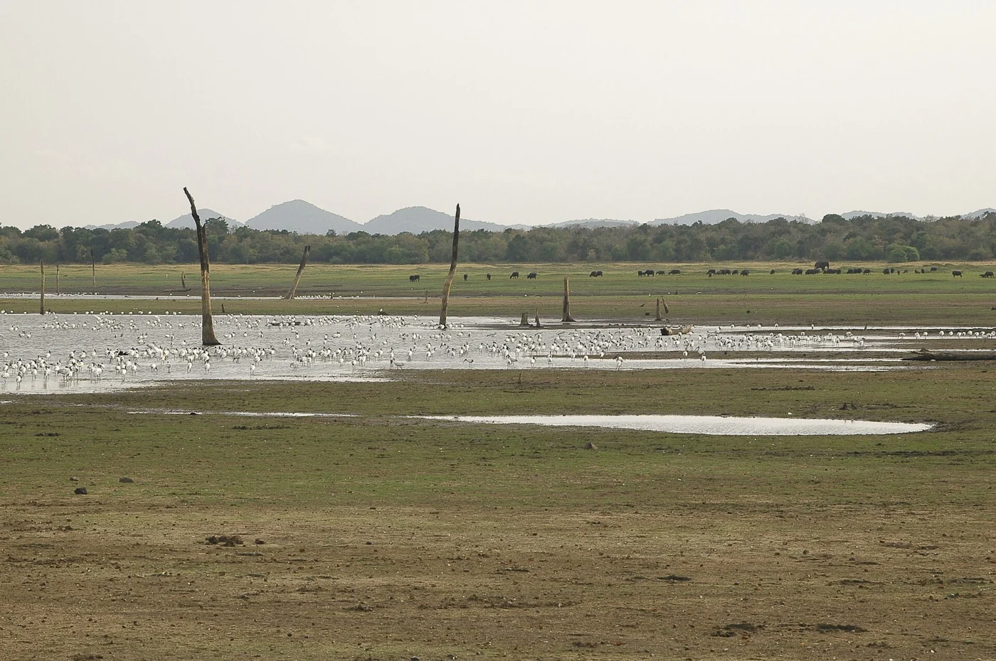 Minneriya, Sri Lanka