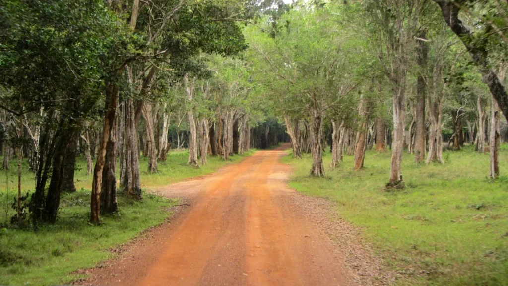 Red dirt safari track winding between green trees in Wilpattu National Park, Sri Lanka