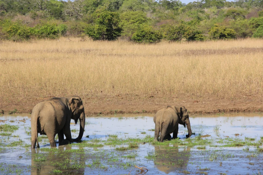 An adult elephant and a smaller elephant standing in shallow water beside dry grass in Yala, Sri Lanka